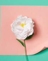 Paper Flower Making Kit