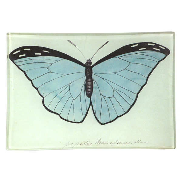 Blue Papilio Butterfly 4.5 x 6.5" Mini-Tray