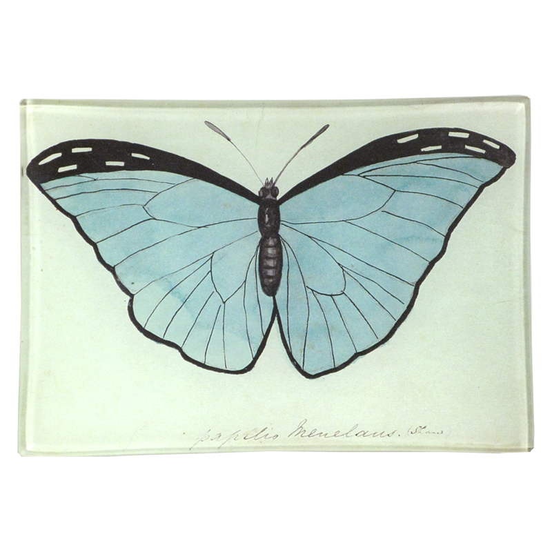 Blue Papilio Butterfly 4.5 x 6.5" Mini-Tray