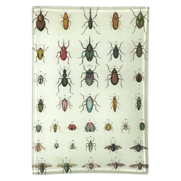 Torn Insects 4.5 x 6.5" Mini-Tray