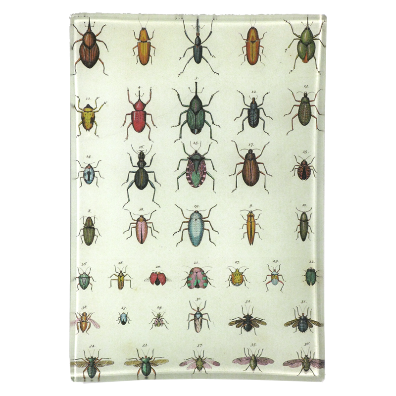 Torn Insects 4.5 x 6.5" Mini-Tray