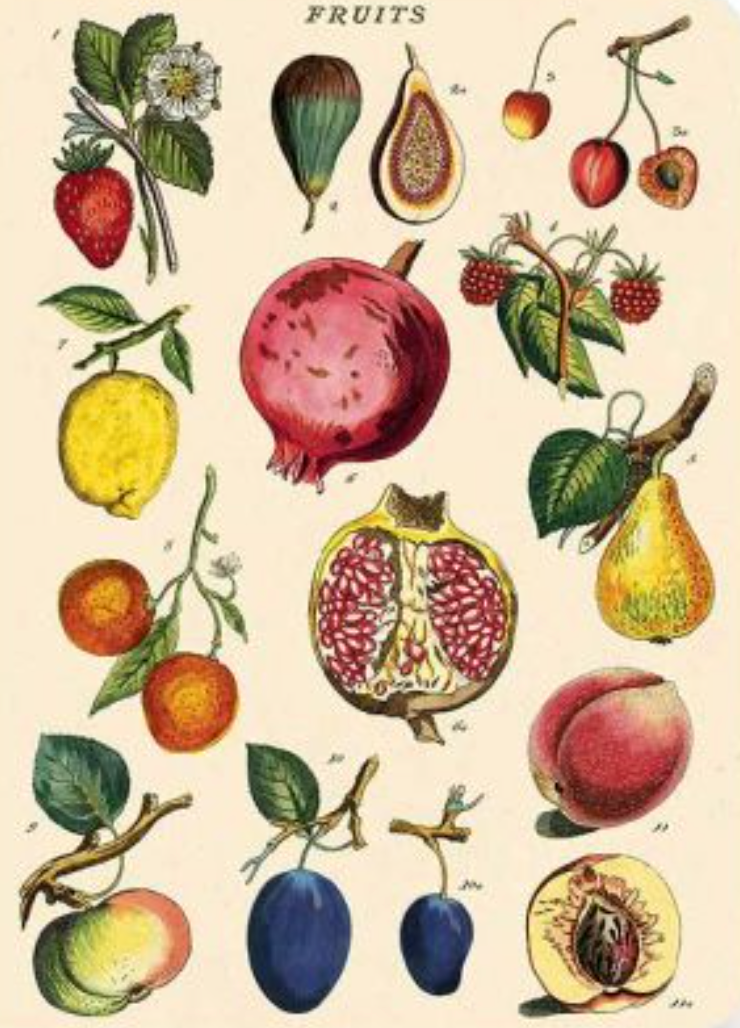Jardin Mini Notebooks