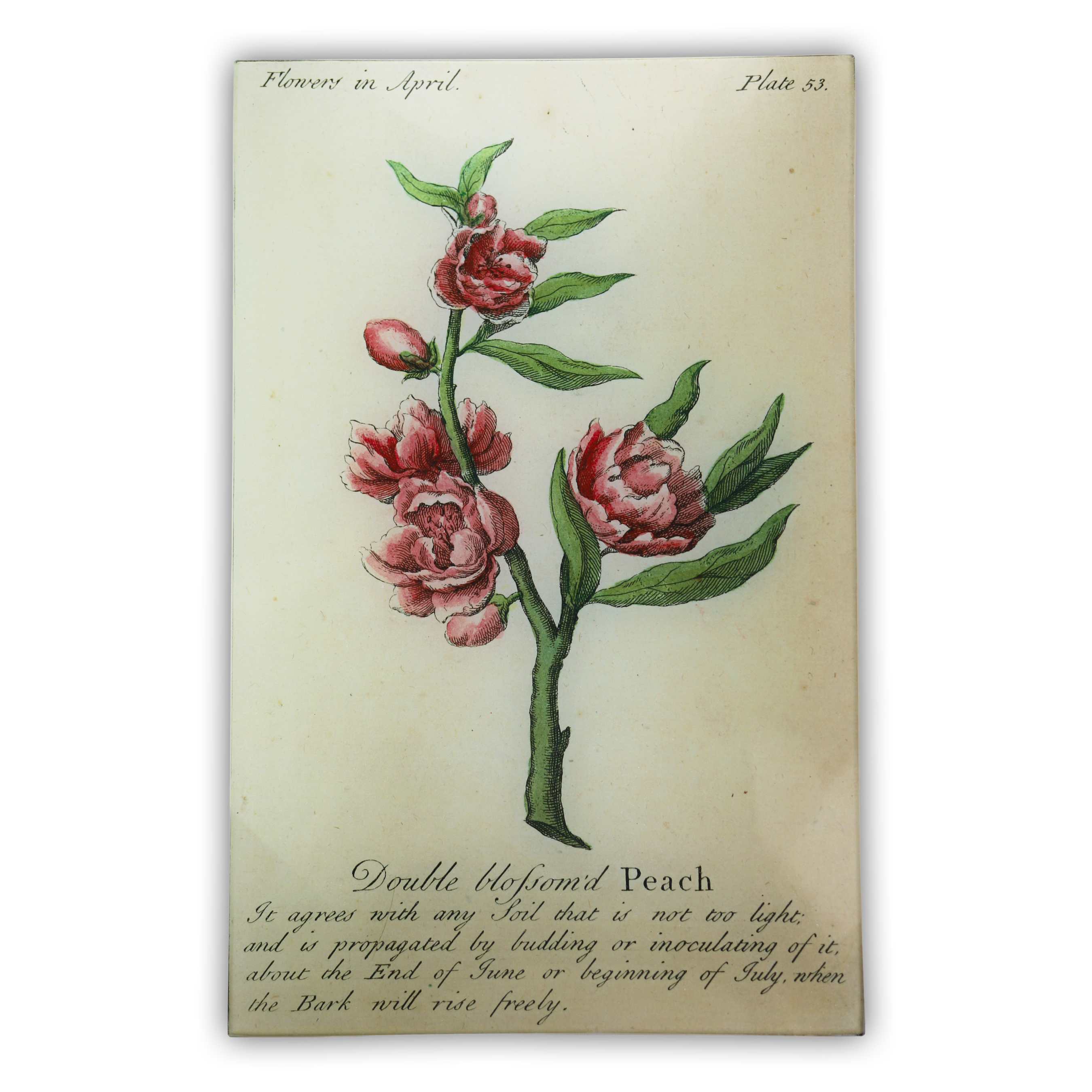 John Derian “Blossom’d Peach” Rectangular Decoupage Tray